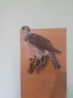 Ястреб тетеревятник