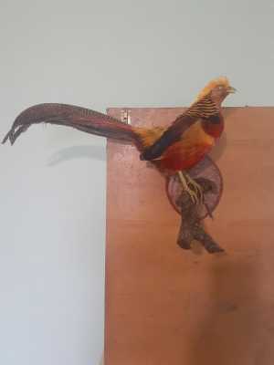 Фазан золотой