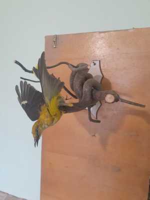 Полоз четырехполосый