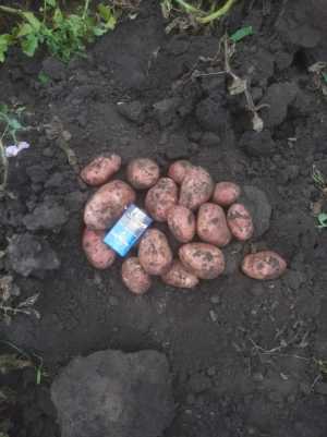 Продам картофель