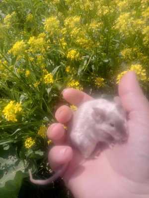 Декоративные мыши