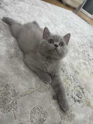 Продам шотладских котят