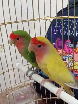 попугаи неразлучники