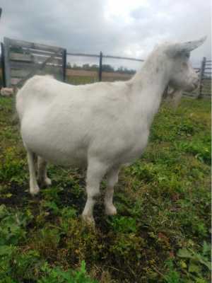 Продается дойная коза
