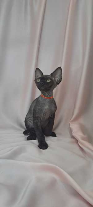 Котята девон рекс