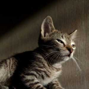 Отдам котят