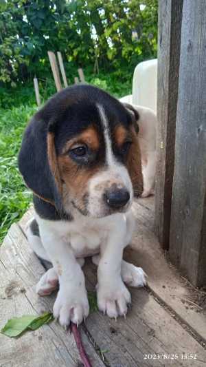 Эстонская гончая