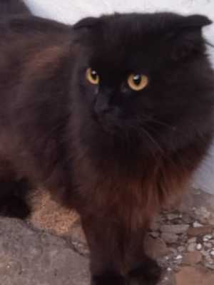 Кошка в дар