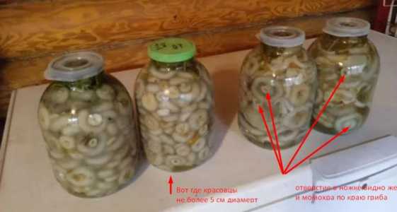 Грибы белые грузди, засолка холодным способом