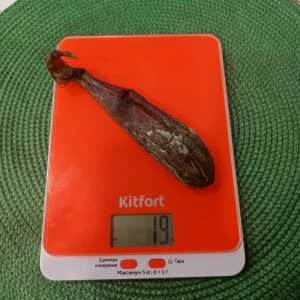 Желч медведя