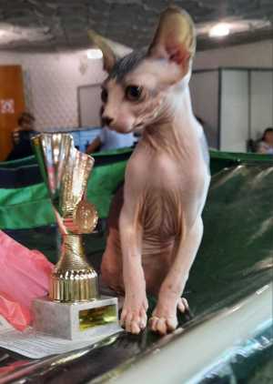ЛАСКОВЫЕ И НЕЖНЫЕ КОТОДЕТКИ