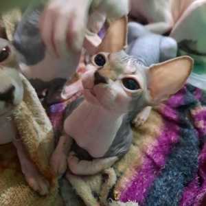 ЛАСКОВЫЕ И НЕЖНЫЕ КОТОДЕТКИ