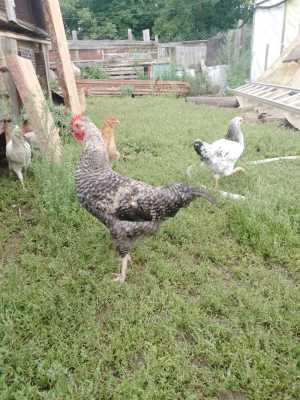 Куры несушки