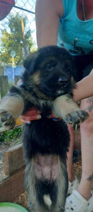 Немецкая овчарка