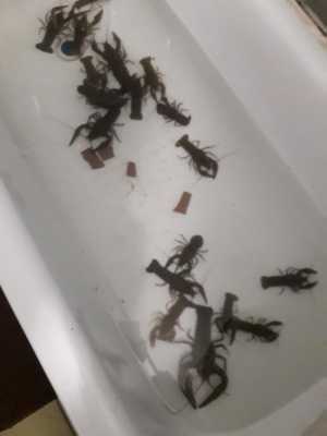 раки не дорого