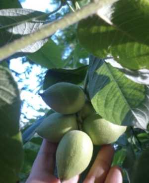 Саженцы манжурского ореха