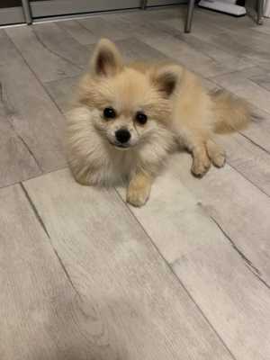 Померанский шпиц