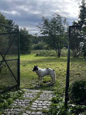 Собака ищет дом!