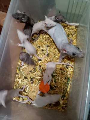 Малыши сфинксы