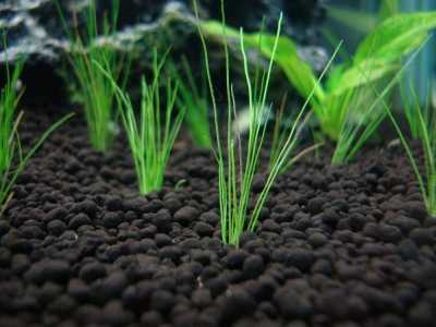 Грунт питательный