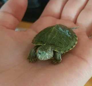 Продам бразильских черепах