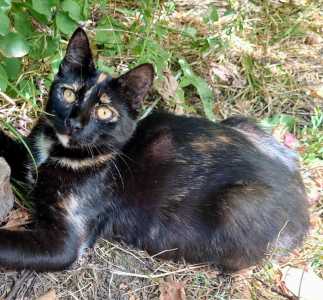 Грациозная кошечка ищет дом