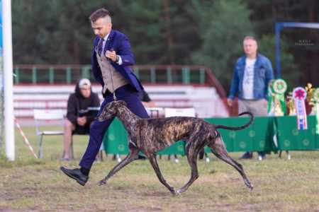 Испанская борзая
