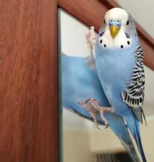 Волнистые попугайчики