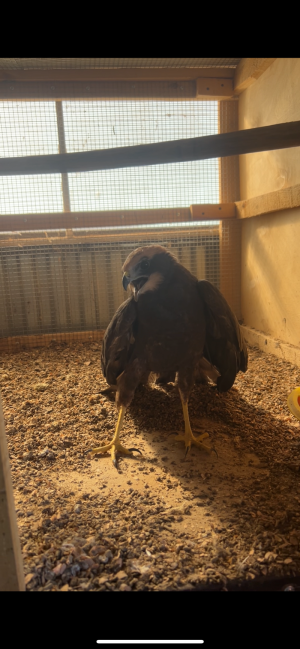 Болотный лунь