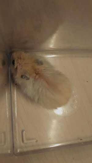 хомяки джунгарики