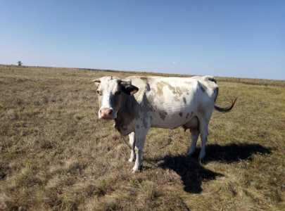 Продам корову