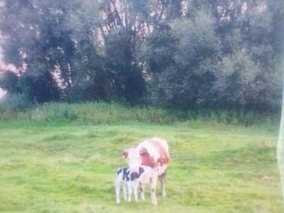 С/х животные