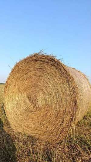 Сено в рулонах сеяное
