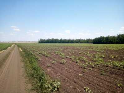 Предлагается к продаже сельхоз участок (Фермерская Усадьба).