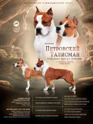 Щенки аст
