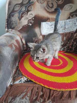Котёнок
