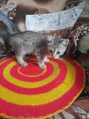 Котёнок