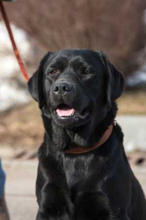Отдам лабрадора в добрые руки