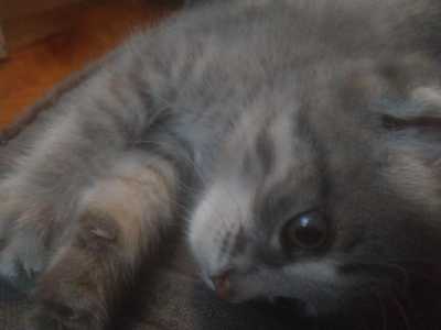 Котенок-девочка
