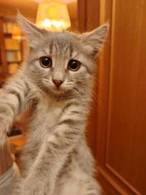 Котенок-девочка