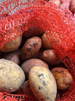 Продажа картофеля