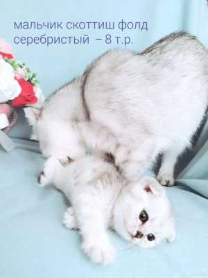 Шотландские вислоухие котята