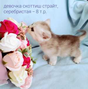 Шотландские вислоухие котята