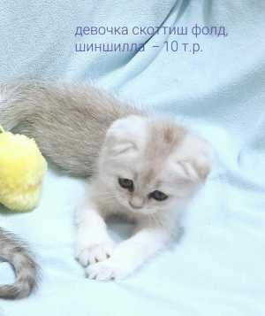 Шотландские вислоухие котята