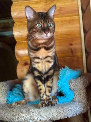 Бенгальские котята