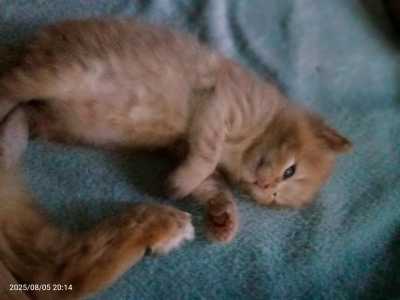 Котенок 1мес.