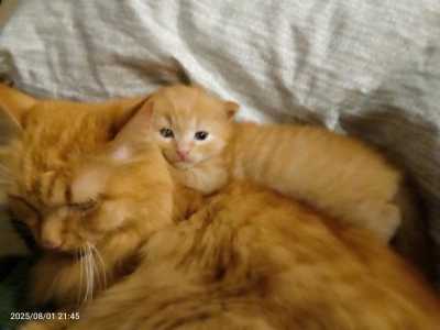 Котенок 1мес.