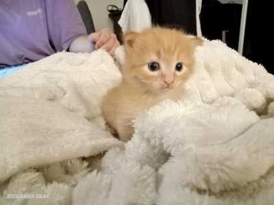 Котенок 1мес.