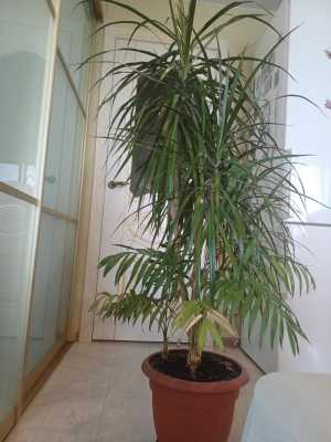 Продам домашние растения