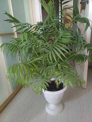 Продам домашнее растение